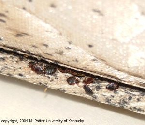 Bed bugs in a mattress crevice